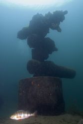 Valve cluster with perch. Stoney cove.
D200, 16mm. by Derek Haslam 
